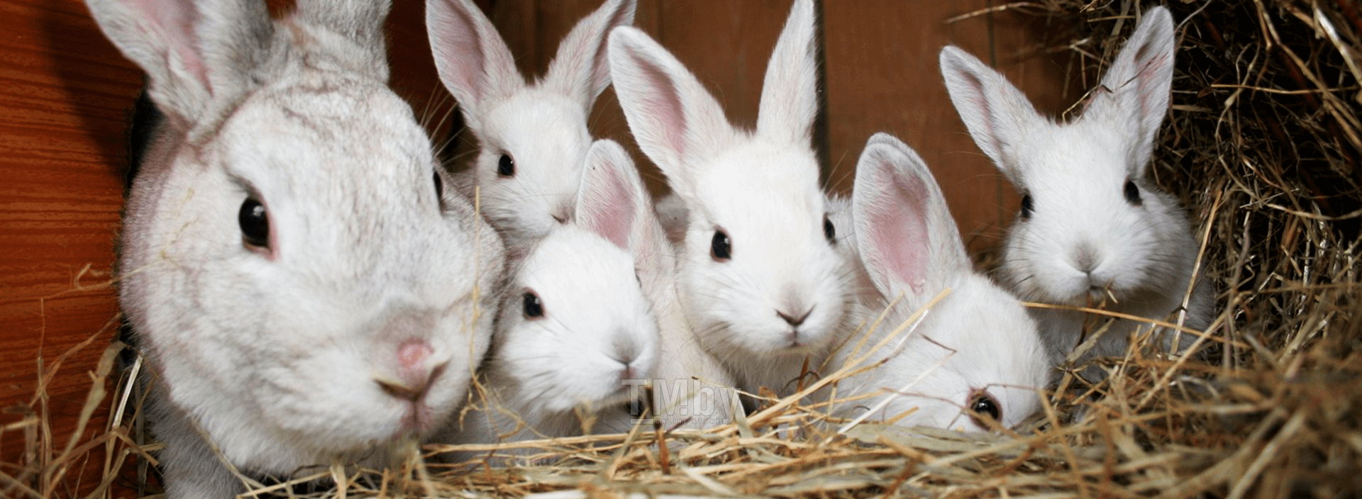 Причины почему крольчиха съедает своих крольчат и как это предотвратить